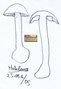 Drawing of Hebeloma incarnatulum